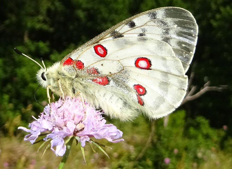 Parnassius apollo - Papilionidae